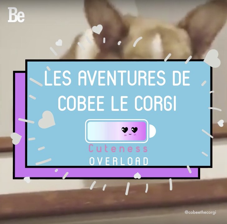 Cuteness Overload : Cobee the Corgi  ;)