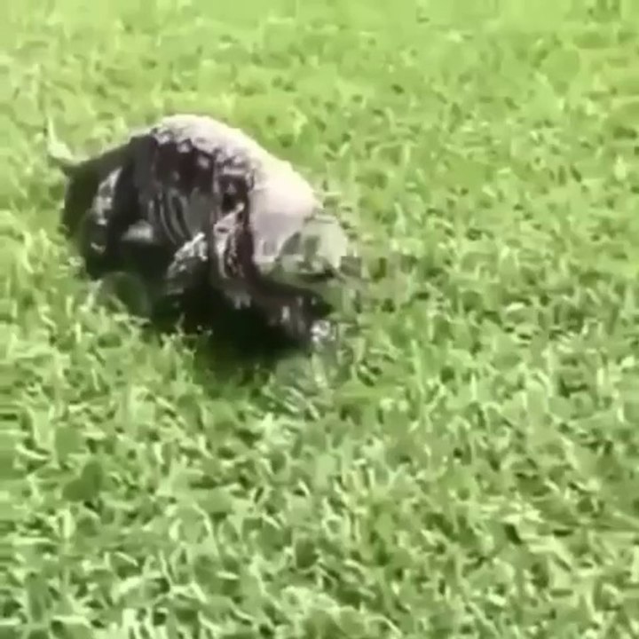 hot video