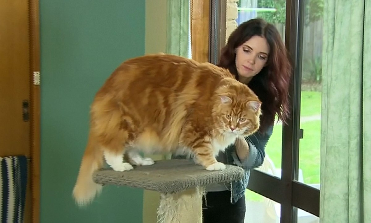 Omar, Kucing Terpanjang di Dunia