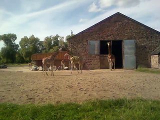 Correct standards of entrance for Giraffes