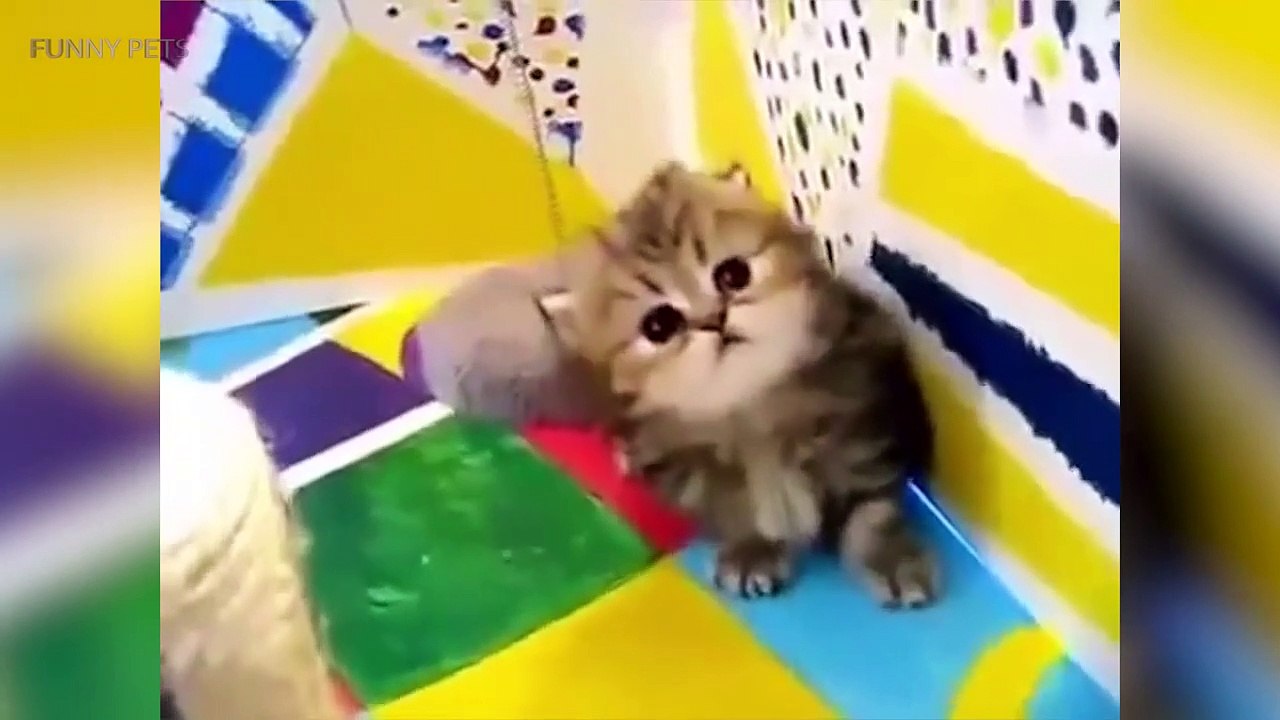 Cats are AWESOME  Cute Funny Cats Compilation [Funny Pets]