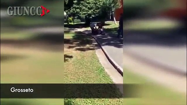 Rochi, il cagnolino sceso dal treno ha ritrovato il padrone