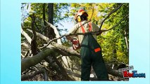 Tree Removal Services - Tips and Reasons Why the Investment is Worth It