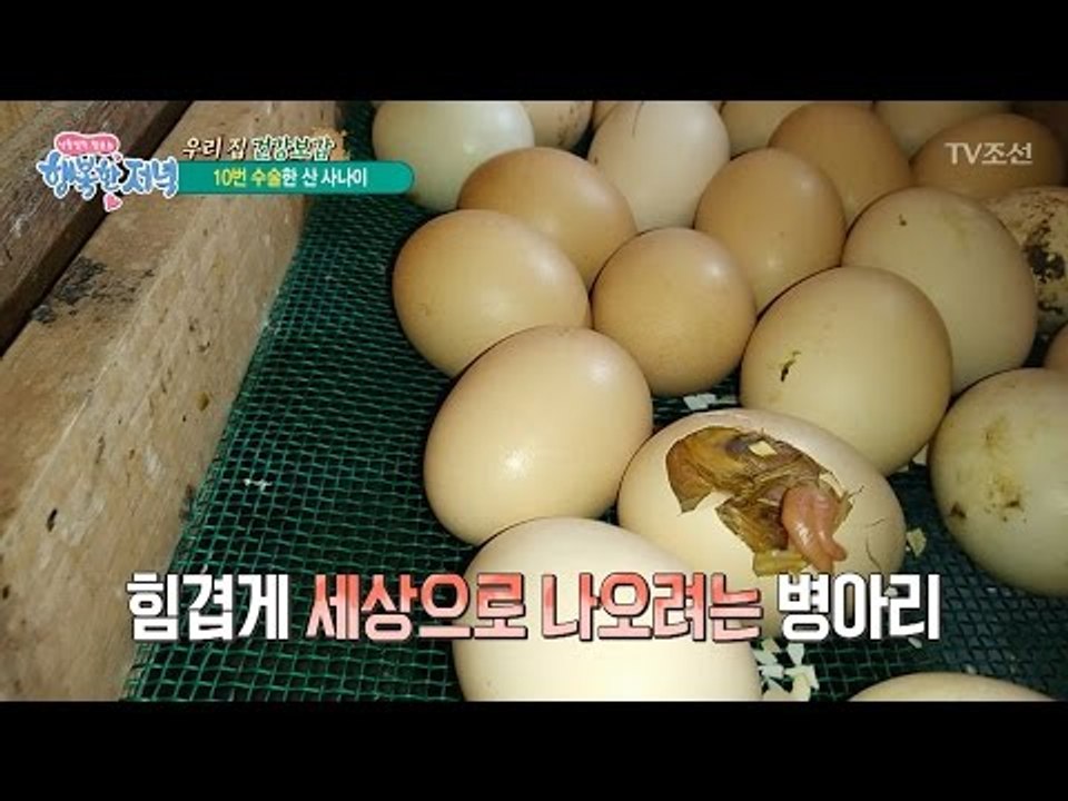 부화기에서 병아리가 태어나는 모습! [행복한 저녁] 25회 20170522