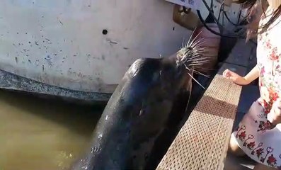 Un lion de mer envoie une fillette à l'eau