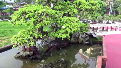 bonsai vietnam good