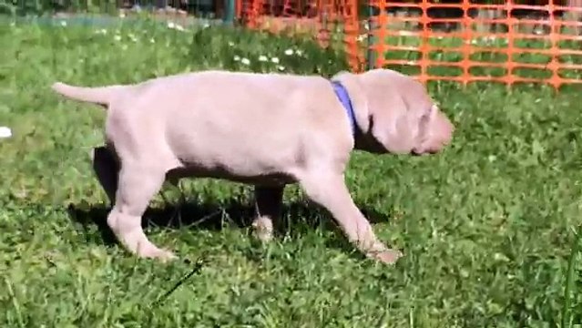 film bleu 4 semaines