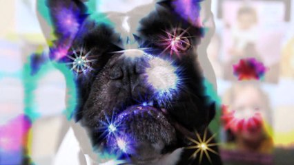 Dog Learns to Walk Himself