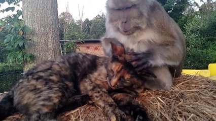 Quand un singe montre comment faire un petit massage à un chat !
