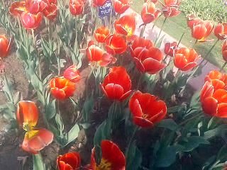 Beautiful  variety of rose & flowers with names
