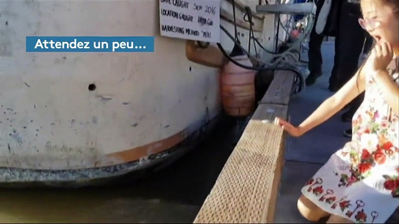 Un lion de mer saisit une fillette et l’entraîne dans l’eau