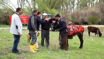 Satılmış Karakoç Vay Anasını Angara