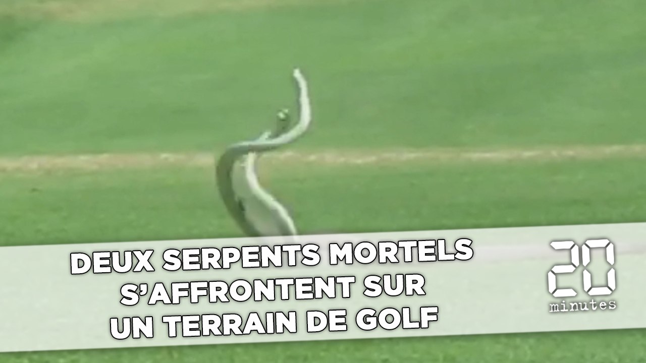 Deux serpents mortels s'affrontent sur un terrain de Golf