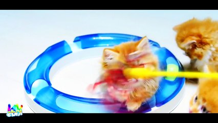 Ai Cũng Yêu Chú Mèo - Nhạc Thiếu Nhi Vui Nhộn Hay Nhất