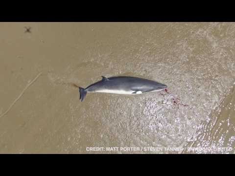 Multiple Whales Washed Up on Suffolk Beaches