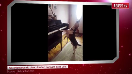 Un chien joue du piano tout en donnant de la voix