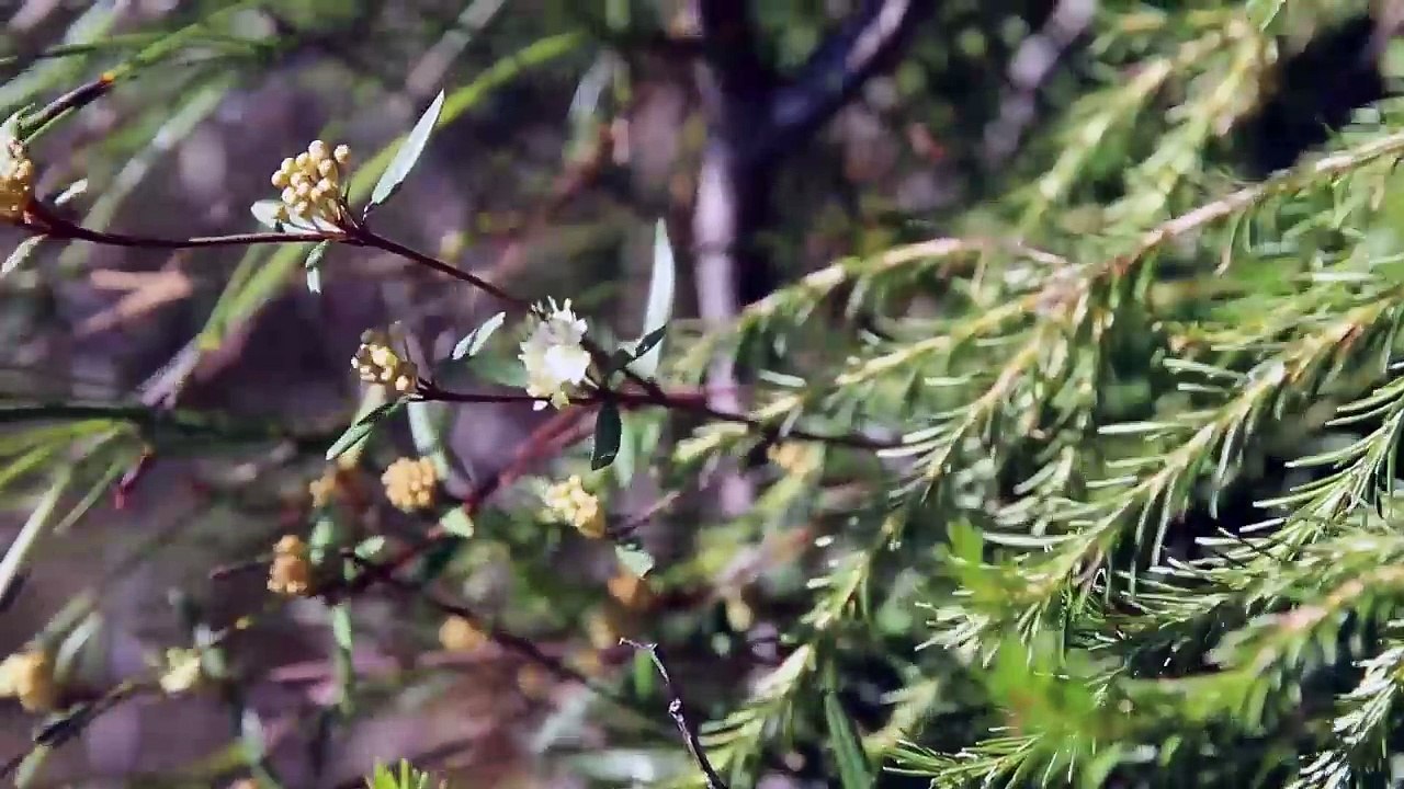 Manly Dam Naturgebiet (Umkreis Sidney)