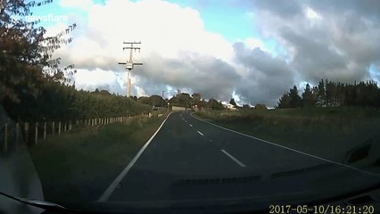 Family of ducks cross road in New Zealand