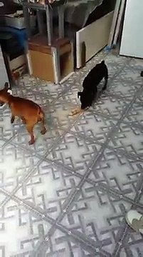 GUERRA DE PINCHER MINI EN LIMODRE