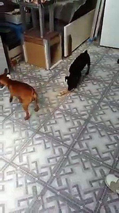 GUERRA DE PINCHER MINI EN LIMODRE