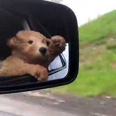 This dog loves road trips