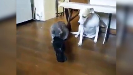 Ce corbeau est vraiment très généreux !