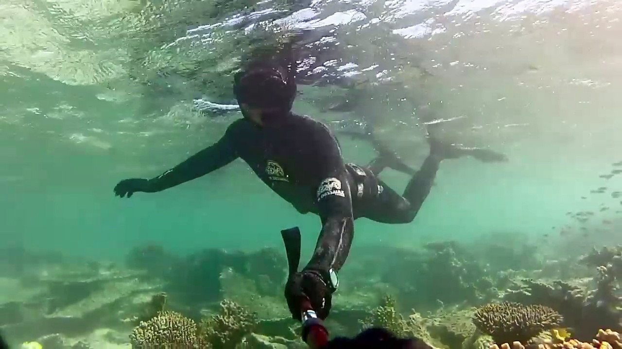 Ningaloo Reef (Unterwasser)