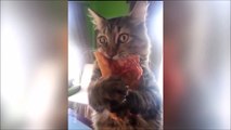 Ce chat aime la pizza non?! Taré