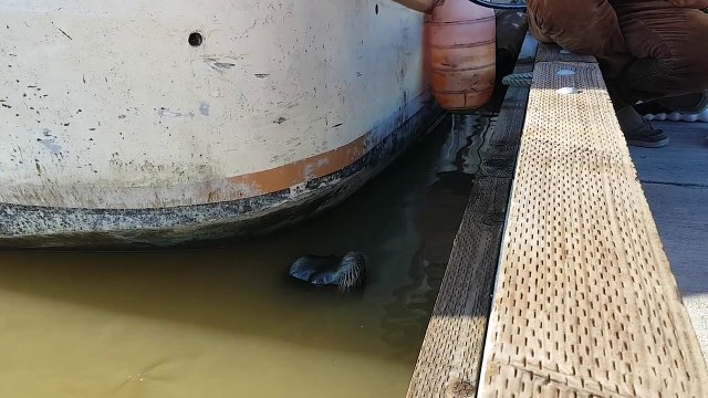 Sea Lion Drags Girl Into Steveston Waters (HARDCORE!!)