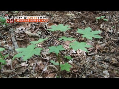 제작진이 발견한 산삼의 정체는? [뉴 코리아 헌터] 51회 20170522