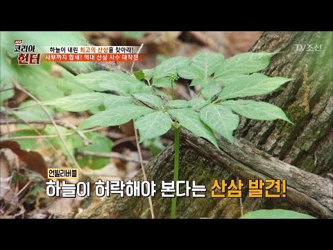 헌터, 하늘이 허락해야 본다는 엄청난 산삼을 발견! [뉴 코리아 헌터] 51회 20170522