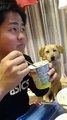 Watch the reaction of this cute puppy as his friend eats ice cream.