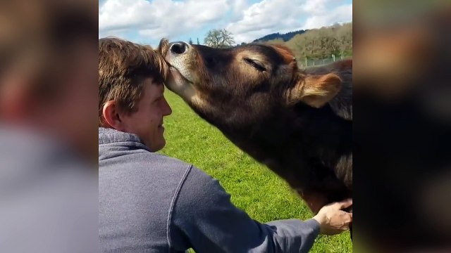 Cette vache adore les gratouilles !
