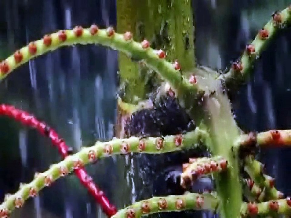 ANTS Natures Secret Power (Nature Documentary)