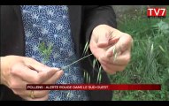 Pollens : alerte rouge dans le Sud-Ouest