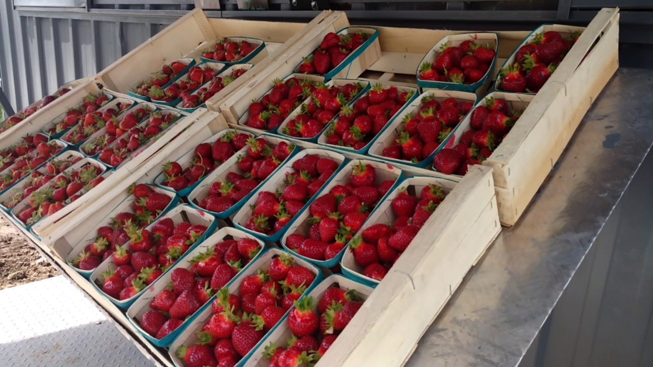 Les fraises de Wanze