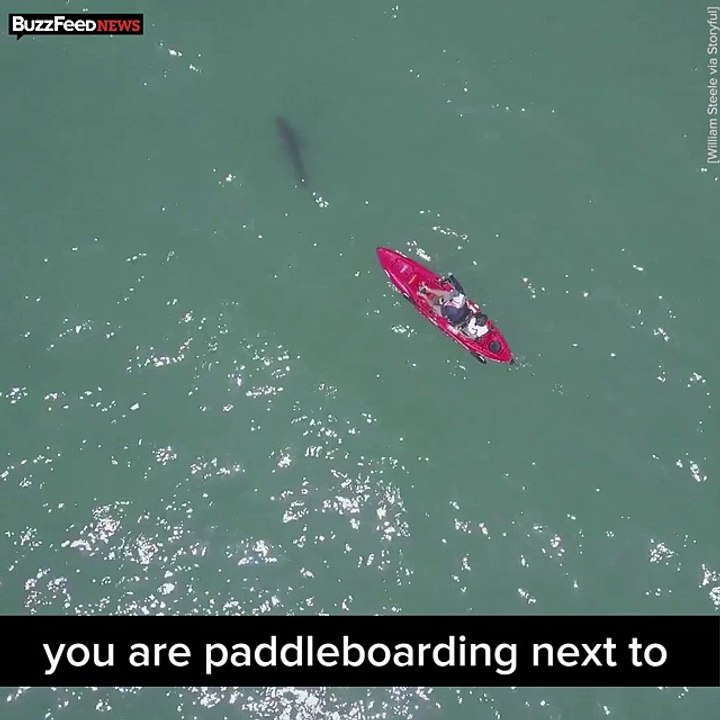 15 Great White Sharks Surrounded California Beach goers