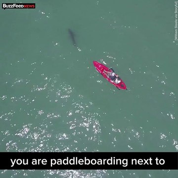 15 Great White Sharks Surrounded California Beach goers