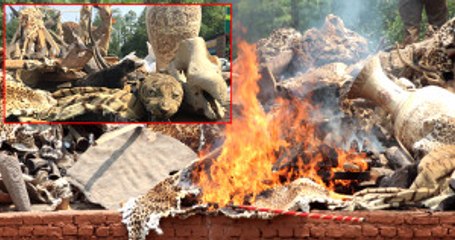 Nepal'de 4 Binden Fazla Hayvan Kürkü ve Parçası Ateşe Verilerek İmha Edildi