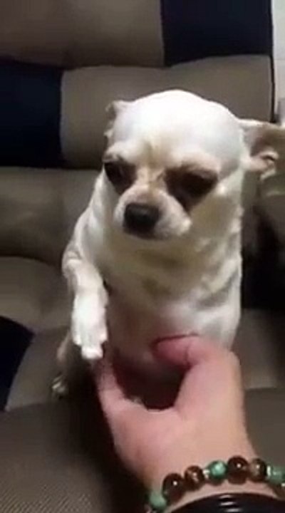 Spoiled dog Fun Funny 2015