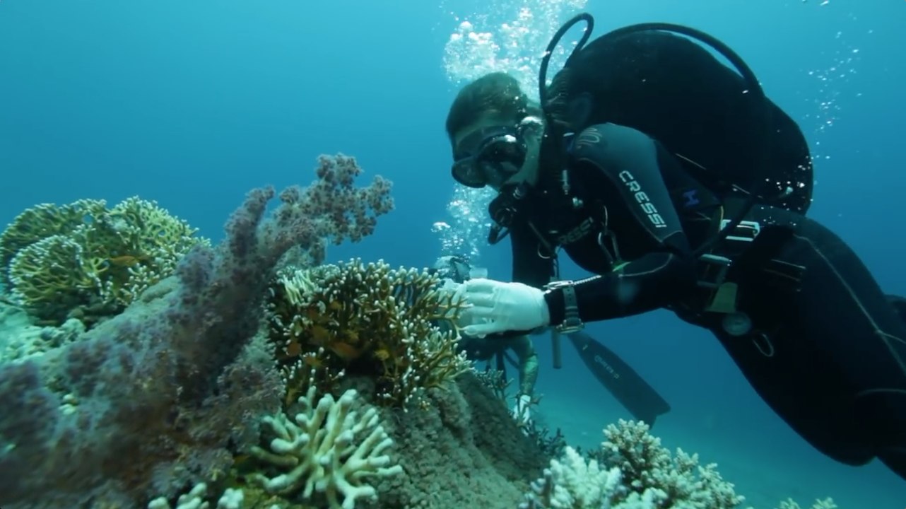 This Coral Reef Has Outsmarted Climate Change