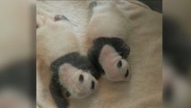 New Mama Panda Refuses To Breastfeed Her Twin Cubs