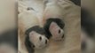 New Mama Panda Refuses To Breastfeed Her Twin Cubs
