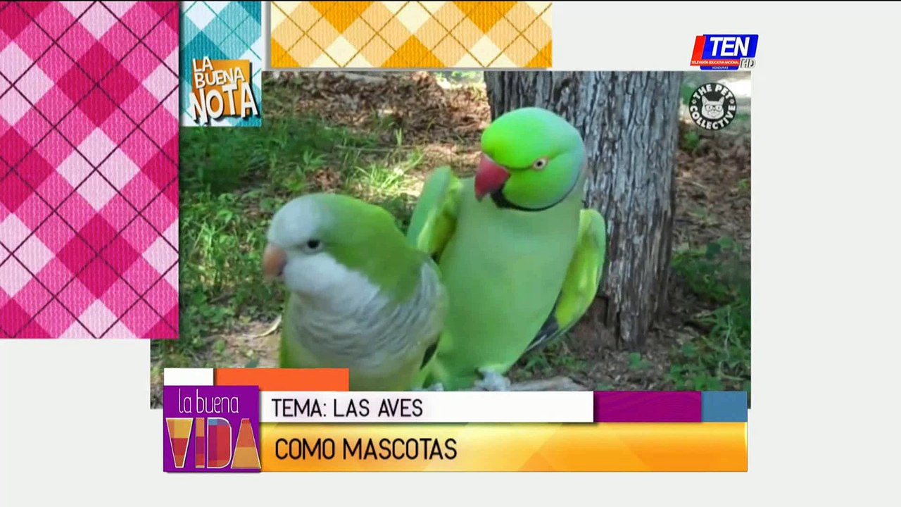 Las aves como mascota