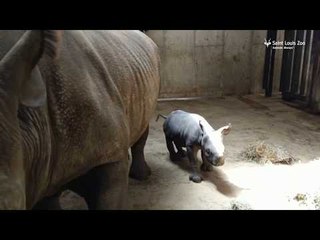 Baby Black Rhino Born at St. Louis Zoo