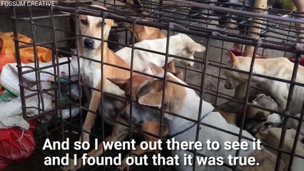 Man Saves More Than 1,000 Dogs From Horrible Fate