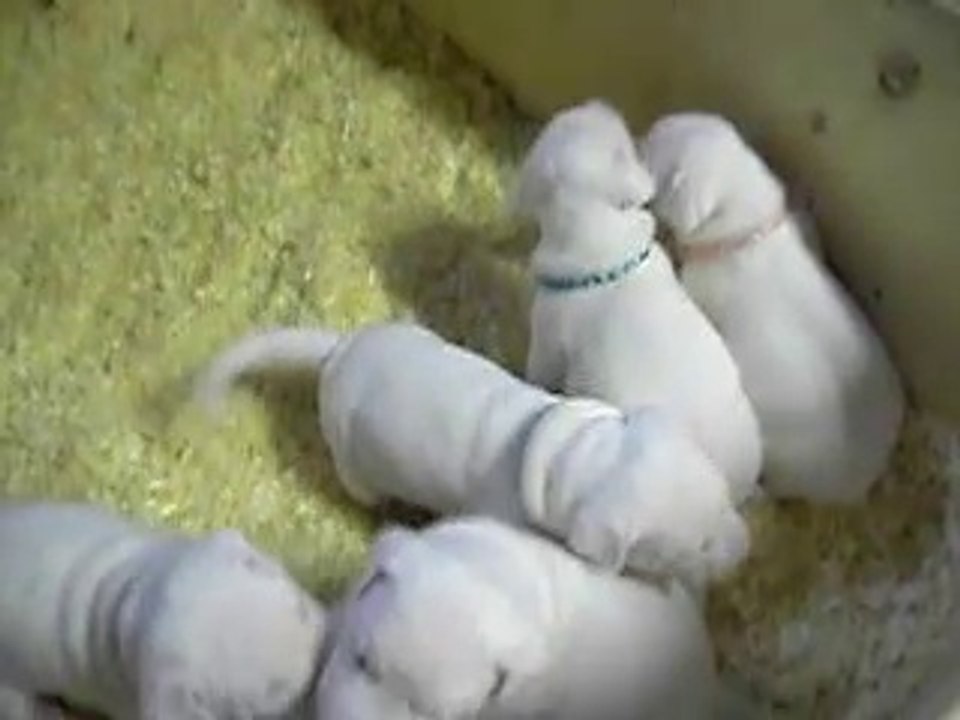chien