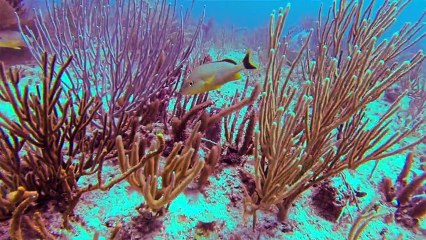 Fish in Coral Reef