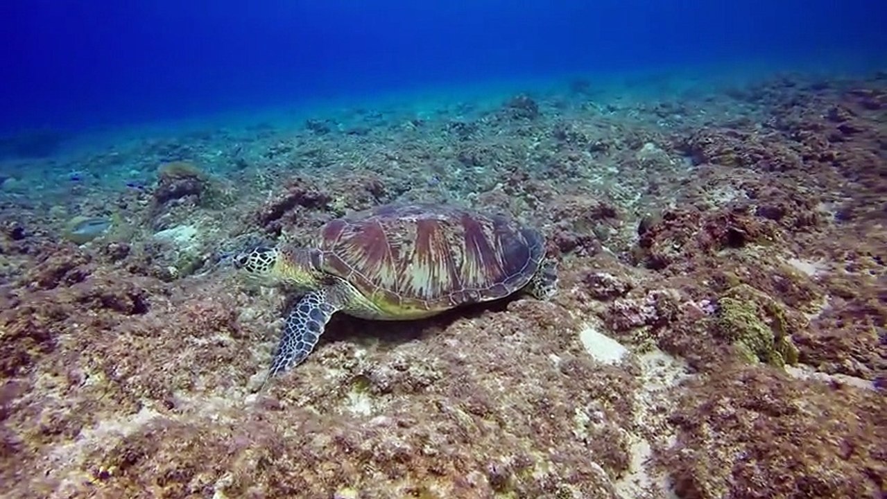 Green Turtle