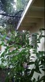 California Rain In Foothills of San Gabriel Mountains